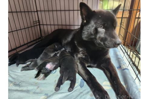 販売中の岡山県の甲斐犬-373757の6枚目
